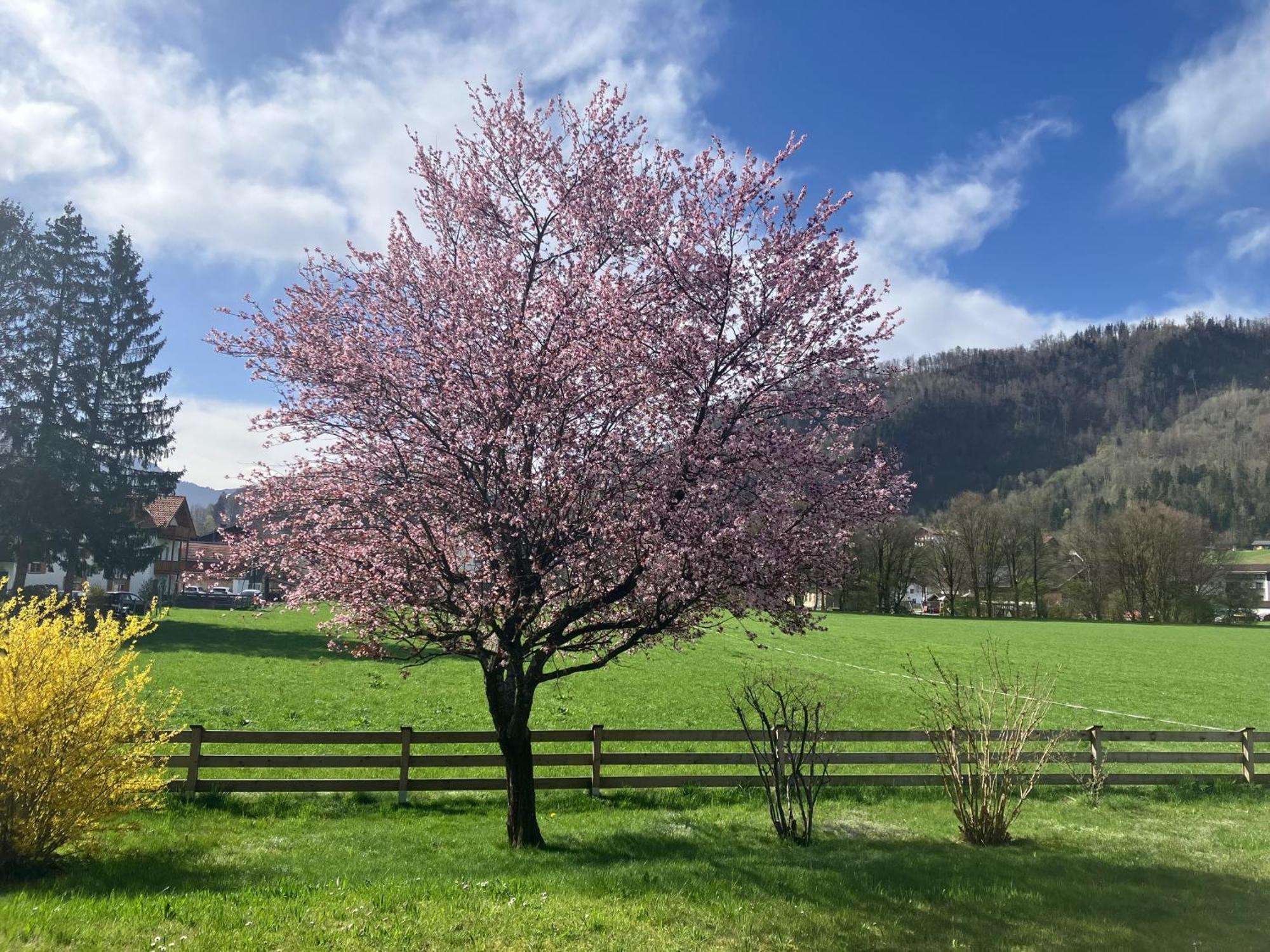 Open Garden Mountain